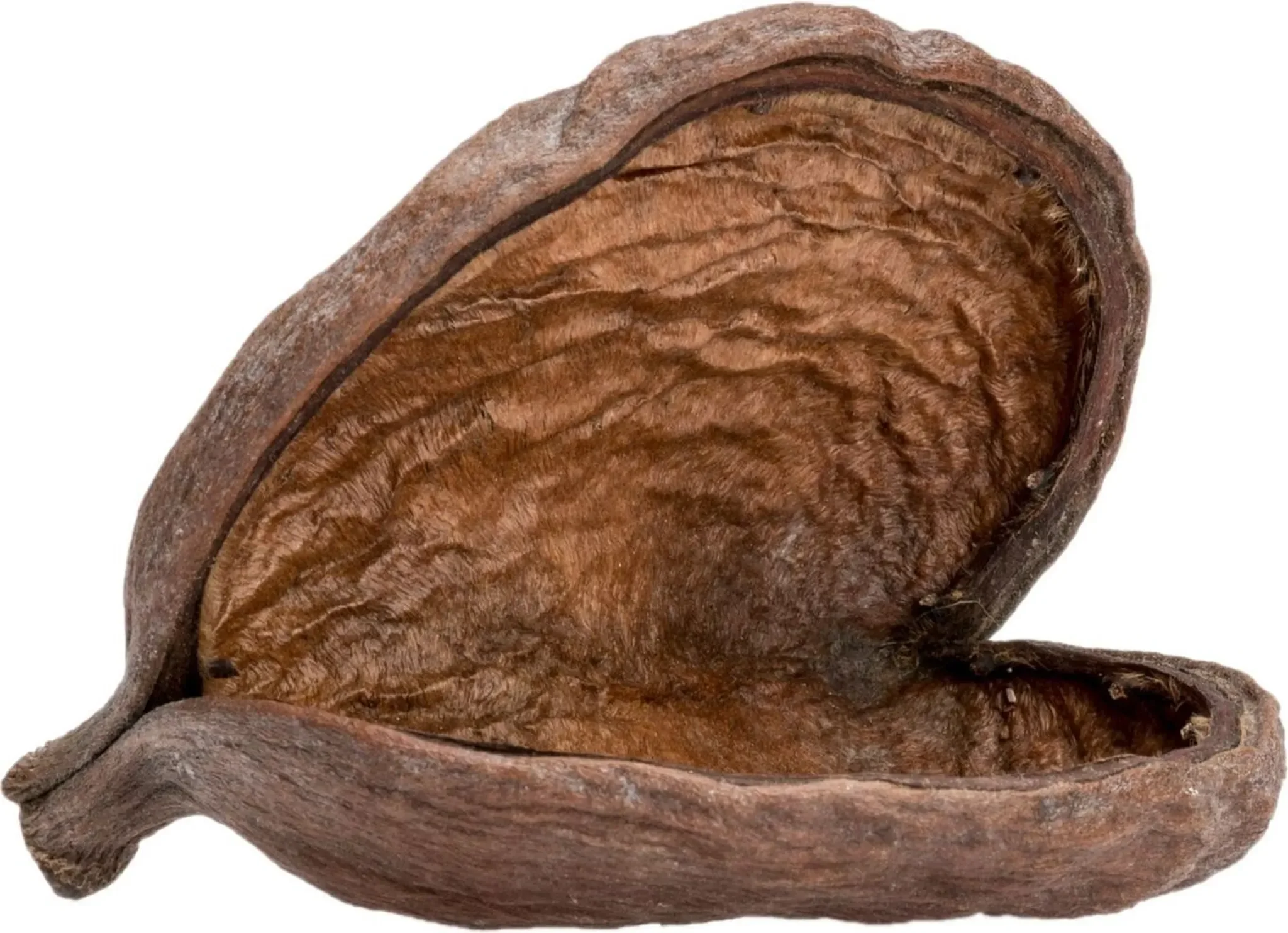 NaDeco - Badam Schote in Natur – Sterculia foetida, 8–12 cm